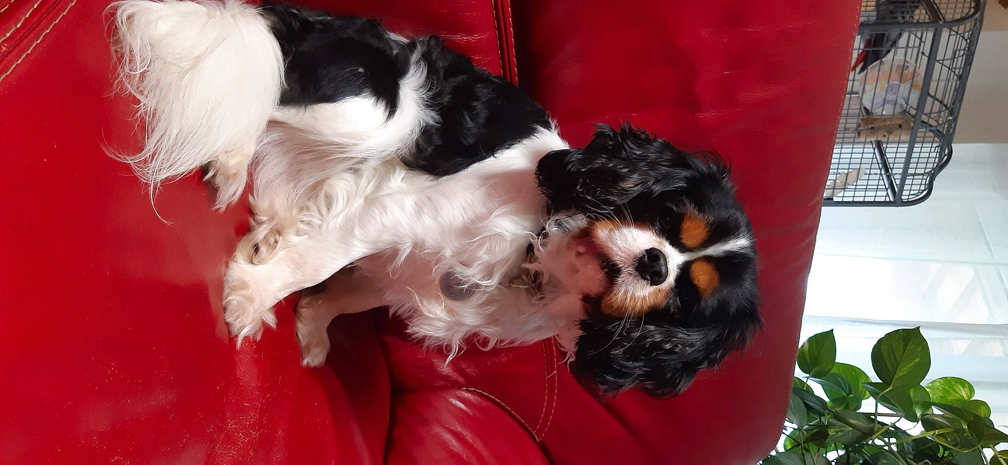 Opie a rejoint le concours — aidez-le/la à gagner de superbes lots ! canidae, carnivore, cavalier_king_charles_spaniel, companion_dog, dog, dog_breed, king_charles_spaniel, kyi_leo, mammal, phalene, puppy, rare_breed_dog, shih_tzu, snout, spaniel, sporting_group, tibetan_terrier, toy_dog, vertebrate