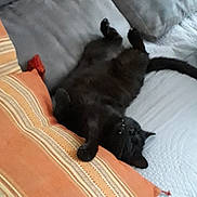 Canaillou participe au concours pour gagner de l'argent avec cette photo : black_cat, cat, indoor, couch, pillow, quilt, pet, feline, relaxing, upside_down, resting, domestic_animal, cozy, sleeping, animal, fur, whiskers, tail, soft_furniture, home