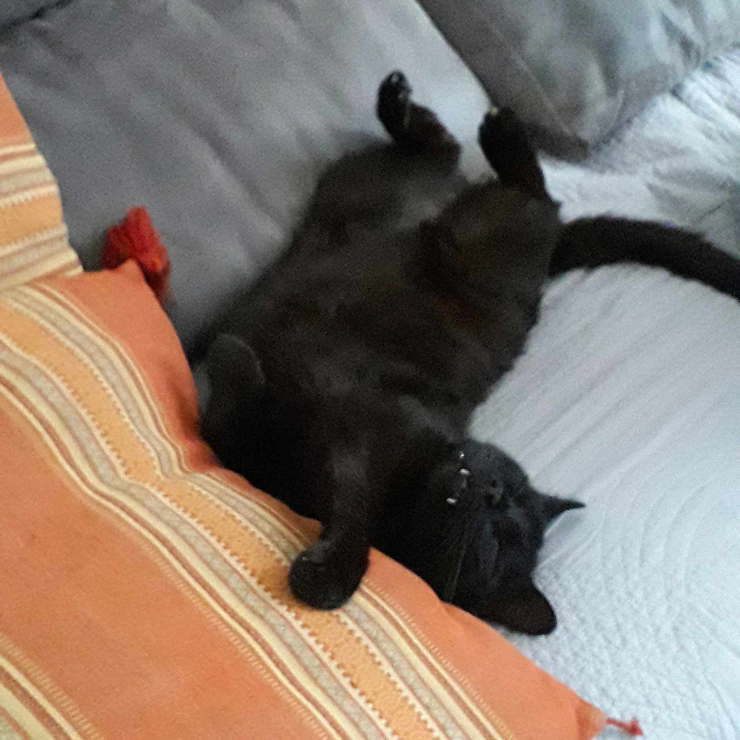 Canaillou participe au concours pour gagner de l'argent avec cette photo : black_cat, cat, indoor, couch, pillow, quilt, pet, feline, relaxing, upside_down, resting, domestic_animal, cozy, sleeping, animal, fur, whiskers, tail, soft_furniture, home