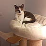 animal, bell, calico_cat, cat, cat_tree, collar, cozy, cute, ears, eyes, fur, furniture, home, indoor, perch, pet, plush, resting, soft, whiskers