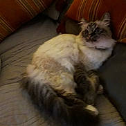 Crevette a rejoint le concours — aidez-le/la à gagner de superbes lots ! cat, fluffy, couch, striped_cushion, indoor, pet, relaxing, feline, fur, tail, paws, home, comfort, seated, animal, mammal, whiskers, ears, resting, domestic