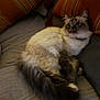 Crevette a rejoint le concours — aidez-le/la à gagner de superbes lots ! cat, fluffy, couch, striped_cushion, indoor, pet, relaxing, feline, fur, tail, paws, home, comfort, seated, animal, mammal, whiskers, ears, resting, domestic