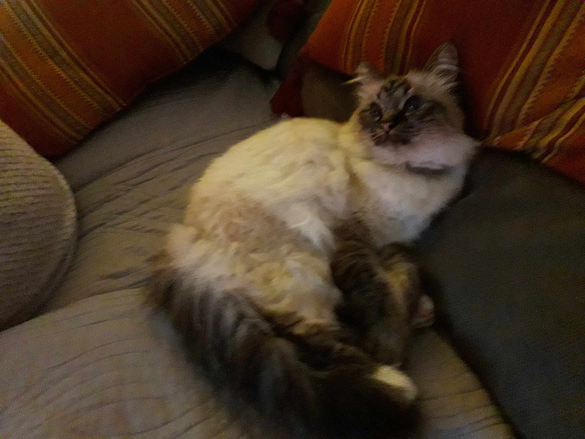 Crevette a rejoint le concours — aidez-le/la à gagner de superbes lots ! cat, fluffy, couch, striped_cushion, indoor, pet, relaxing, feline, fur, tail, paws, home, comfort, seated, animal, mammal, whiskers, ears, resting, domestic