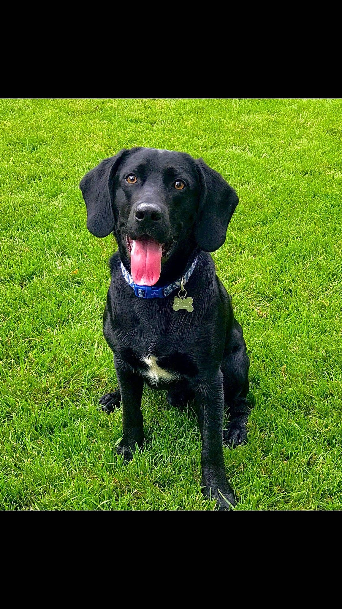 Apollo joined the competition — help win amazing prizes! borador, canidae, carnivore, collar, companion_dog, dog, dog_breed, dog_collar, dog_supply, grass, gun_dog, labrador_retriever, personal_protective_equipment, plant, retriever, snout, sporting_group, terrestrial_animal, whiskers, working_animal