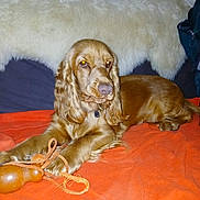 Louison participe au concours pour gagner de l'argent avec cette photo : animal, bed, bedding, bedroom, brown_fur, chew_toy, cocker_spaniel, collar, cozy, dog, flash_photography, floppy_ears, indoor, long_ears, lying_down, orange_blanket, pet, portrait, rope_toy, white_fur