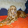 animal, bed, bedding, bedroom, brown_fur, chew_toy, cocker_spaniel, collar, cozy, dog, flash_photography, floppy_ears, indoor, long_ears, lying_down, orange_blanket, pet, portrait, rope_toy, white_fur