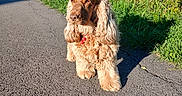Louison a rejoint le concours — aidez-le/la à gagner de superbes lots ! animal, brown_fur, cocker_spaniel, collar, country_road, dog, fluffy, golden_fur, grass, house, long_ears, mountains, outdoor, pet, red_beads, rural, spaniel, standing, sunlight, wildflowers