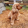 Louison a rejoint le concours — aidez-le/la à gagner de superbes lots ! animal_portrait, cocker_spaniel, collar, concrete_blocks, construction_materials, daylight, dog, farm, fluffy, golden_coat, grass, long_hair, mountains, nature, outdoor, pet, profile, sitting, straw, wooden_plank
