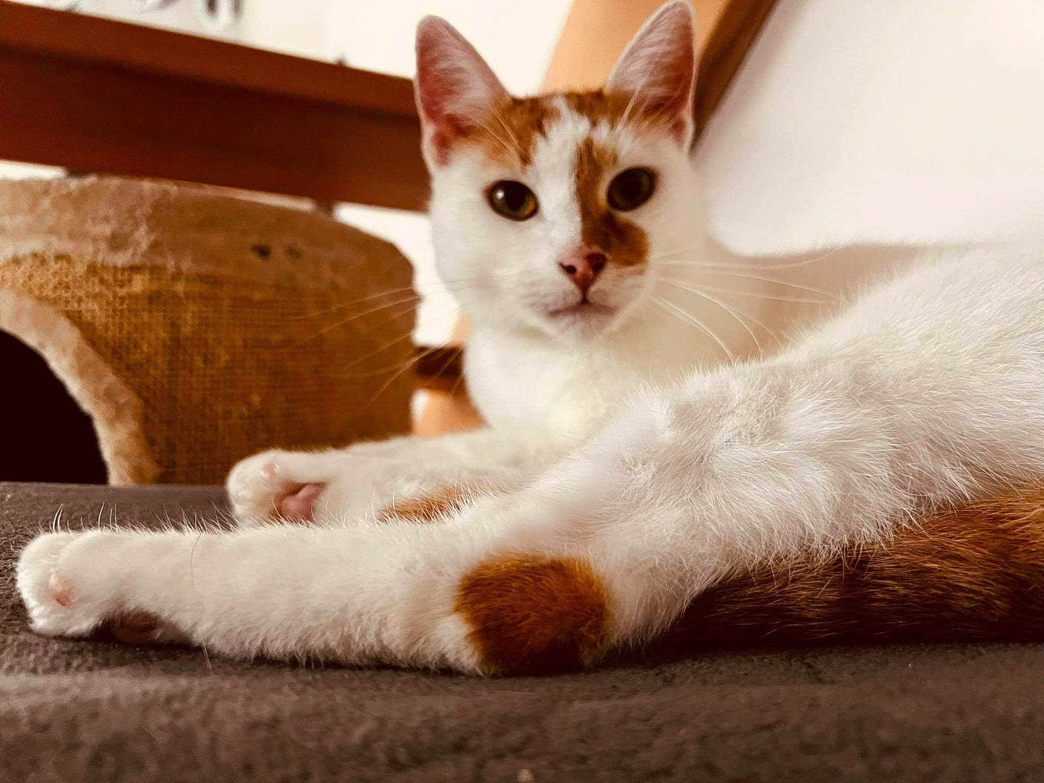Bandit
