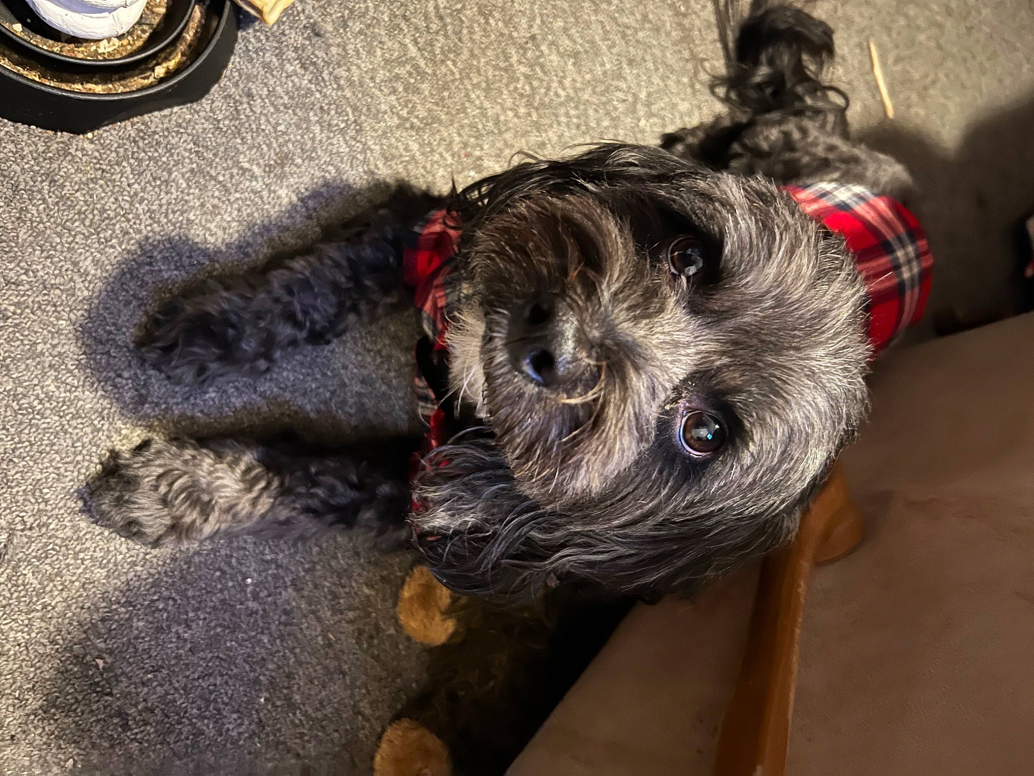 Roscoe joined the competition — help win amazing prizes! canidae, carnivore, collar, companion_dog, dog, dog_breed, dog_supply, flooring, fur, non_sporting_group, schnauzer, small_terrier, snout, tail, terrier, toy_dog, water_dog, wood, working_animal