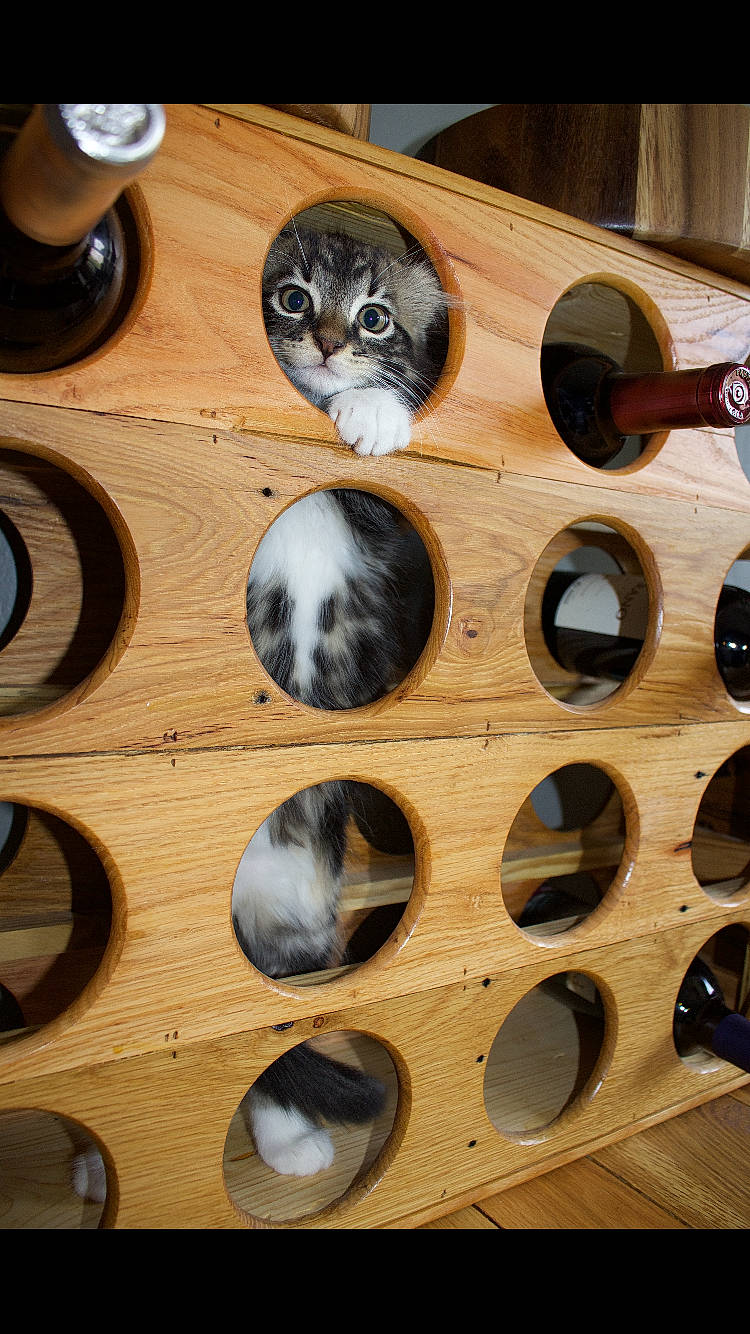 Bjorn joined the competition — help win amazing prizes! automotive_tire, ball, carnivore, cat, ceiling, circle, felidae, hardwood, light, metal, musical_instrument, pattern, personal_protective_equipment, plywood, rim, steel, terrestrial_animal, tree, whiskers, wood