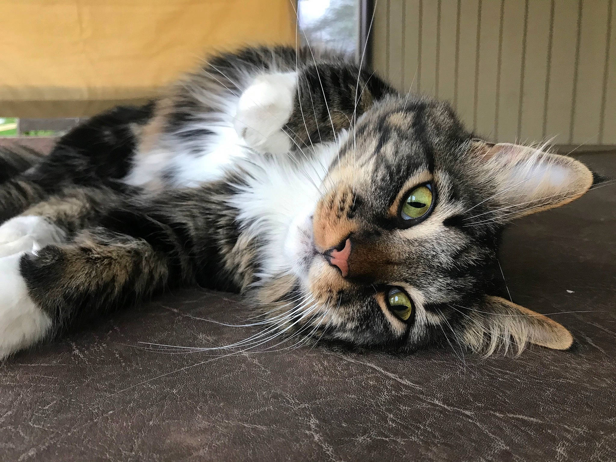 Bjorn is registered to the contest to win money with this photo: carnivore, cat, claw, domestic_short_haired_cat, felidae, foot, fur, paw, small_to_medium_sized_cats, snout, tail, whiskers, window