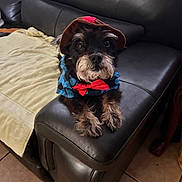Chimbolo joined the competition — help win amazing prizes! dog, pet, costume, hat, bow_tie, leather_couch, black_fur, small_dog, indoor, tiled_floor, towel, looking_up, cute, animal, fur, sitting, resting_paws, canine, adorable, outfit