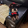dog, pet, costume, hat, bow_tie, leather_couch, black_fur, small_dog, indoor, tiled_floor, towel, looking_up, cute, animal, fur, sitting, resting_paws, canine, adorable, outfit