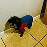 Chimbolo is registered to the contest to win money with this photo: dog, small_dog, denim_overall, red_shirt, tile_floor, indoor, pet, curious, standing, fur, black_dog, clothing, wall, cardboard_box, domestic, animal, cute, looking_up, shadow, home