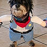Chimbolo is registered to the contest to win money with this photo: dog, pet, costume, cowboy, clothing, indoor, floor, tile, small_dog, cute, animal, fur, black_and_brown, puppy, funny, dress_up, leash, collar, toy_arms, adorable