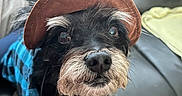 Chimbolo joined the competition — help win amazing prizes! dog, pet, black_dog, hat, clothing, blue_shirt, leather_couch, indoors, portrait, animal, cute, curious, face, fur, whiskers, beard, eyebrows, looking_up, close_up, companion