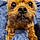 Giselle M.
