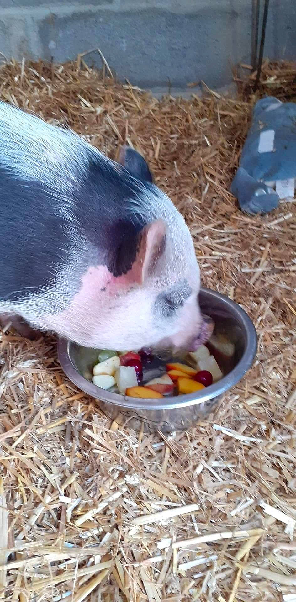 Maurice participe au concours pour gagner de l'argent avec cette photo : canidae, dog_breed, fawn, grass, snout, suidae