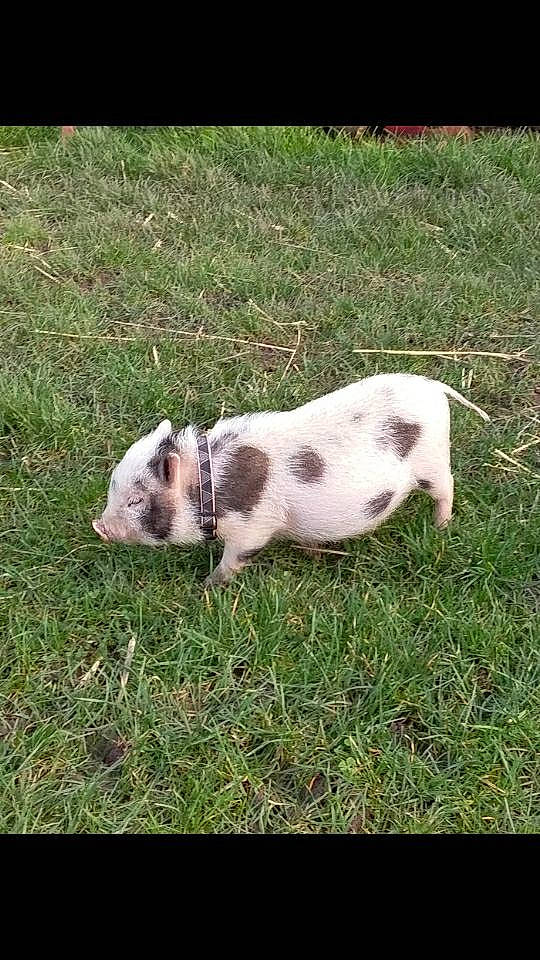 Maurice participe au concours pour gagner de l'argent avec cette photo : canidae, carnivore, dog, dog_breed, domestic_pig, fawn, grass, mammal, puppy, snout, sporting_group, suidae, vertebrate