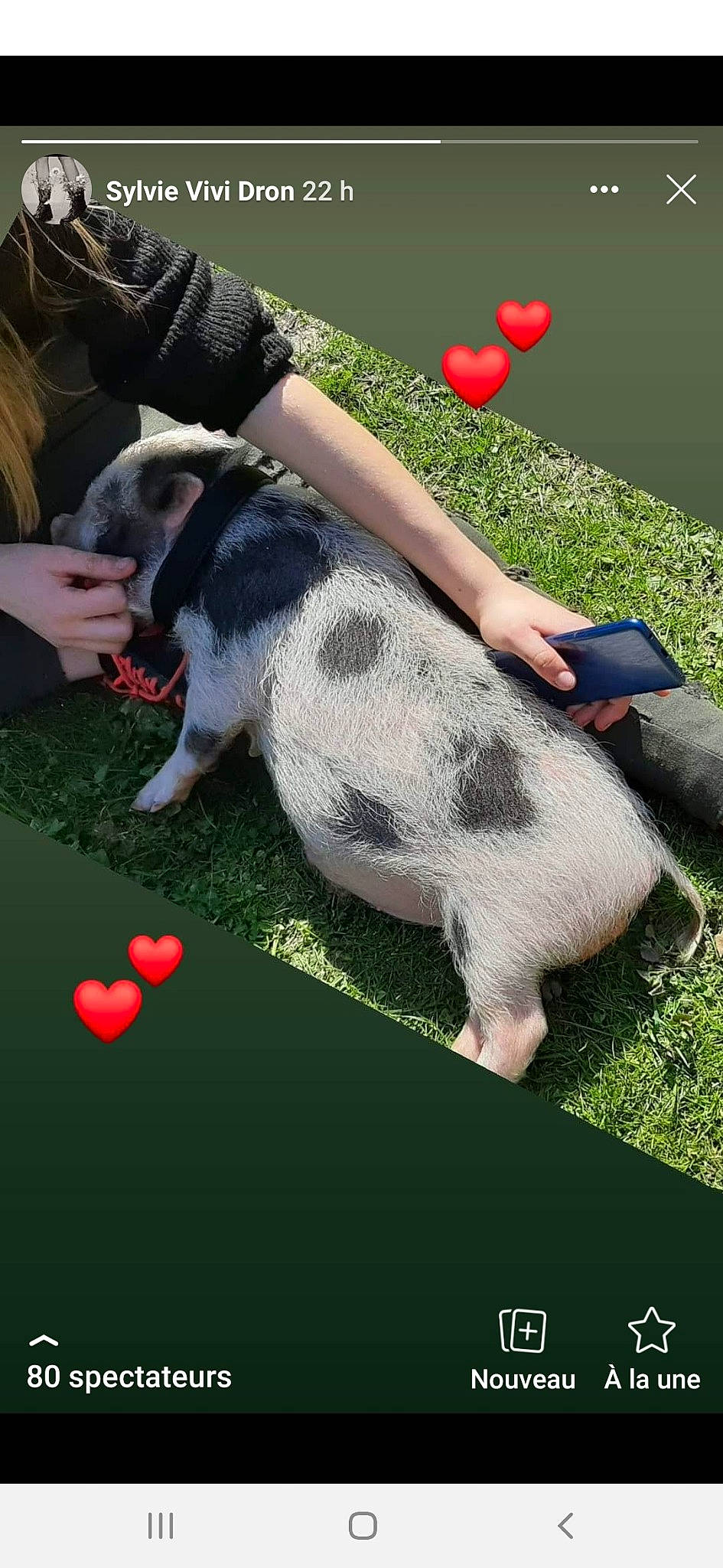 Maurice participe au concours pour gagner de l'argent avec cette photo : canidae, carnivore, dog, dog_breed, games, play, snout