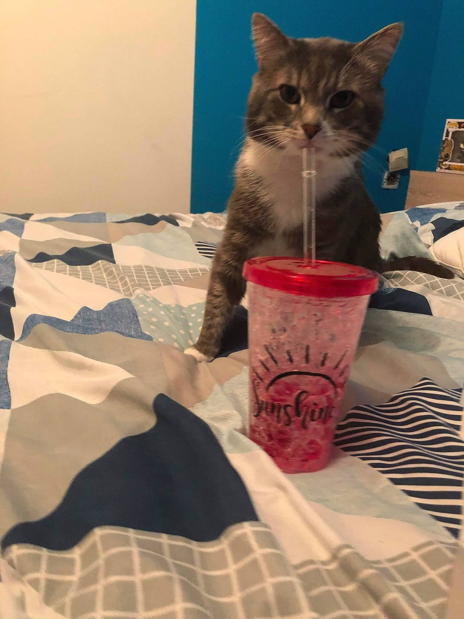 Cookis a rejoint le concours — aidez-le/la à gagner de superbes lots ! american_shorthair, asian, british_shorthair, carnivore, cat, chartreux, domestic_short_haired_cat, european_shorthair, felidae, kitten, scottish_fold, small_to_medium_sized_cats, whiskers