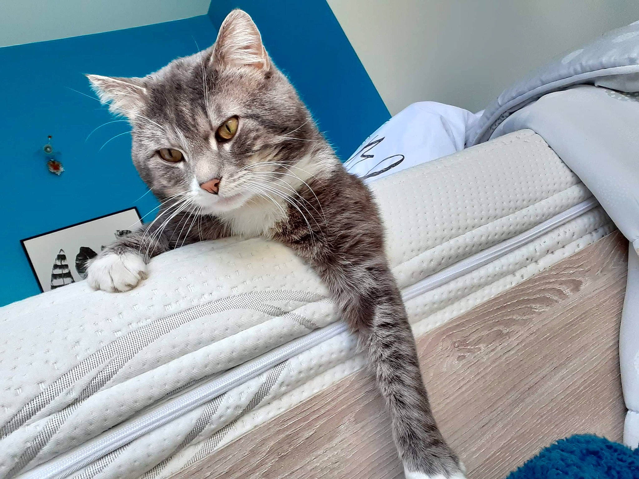 Cookis a rejoint le concours — aidez-le/la à gagner de superbes lots ! american_shorthair, asian, australian_mist, british_semi_longhair, carnivore, cat, domestic_short_haired_cat, dragon_li, european_shorthair, felidae, fur, kitten, maine_coon, mammal, norwegian_forest_cat, pixie_bob, siberian, small_to_medium_sized_cats, tabby_cat, whiskers