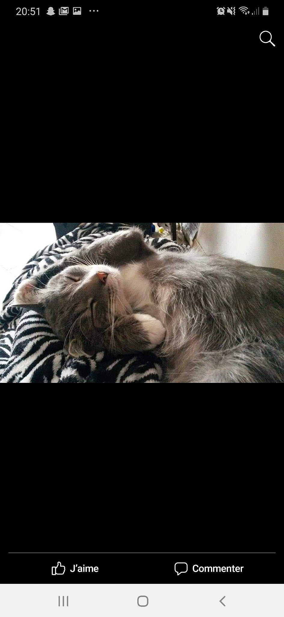 Cookis a rejoint le concours — aidez-le/la à gagner de superbes lots ! canidae, human, love, miniature_schnauzer, nap, sleep, sporting_group