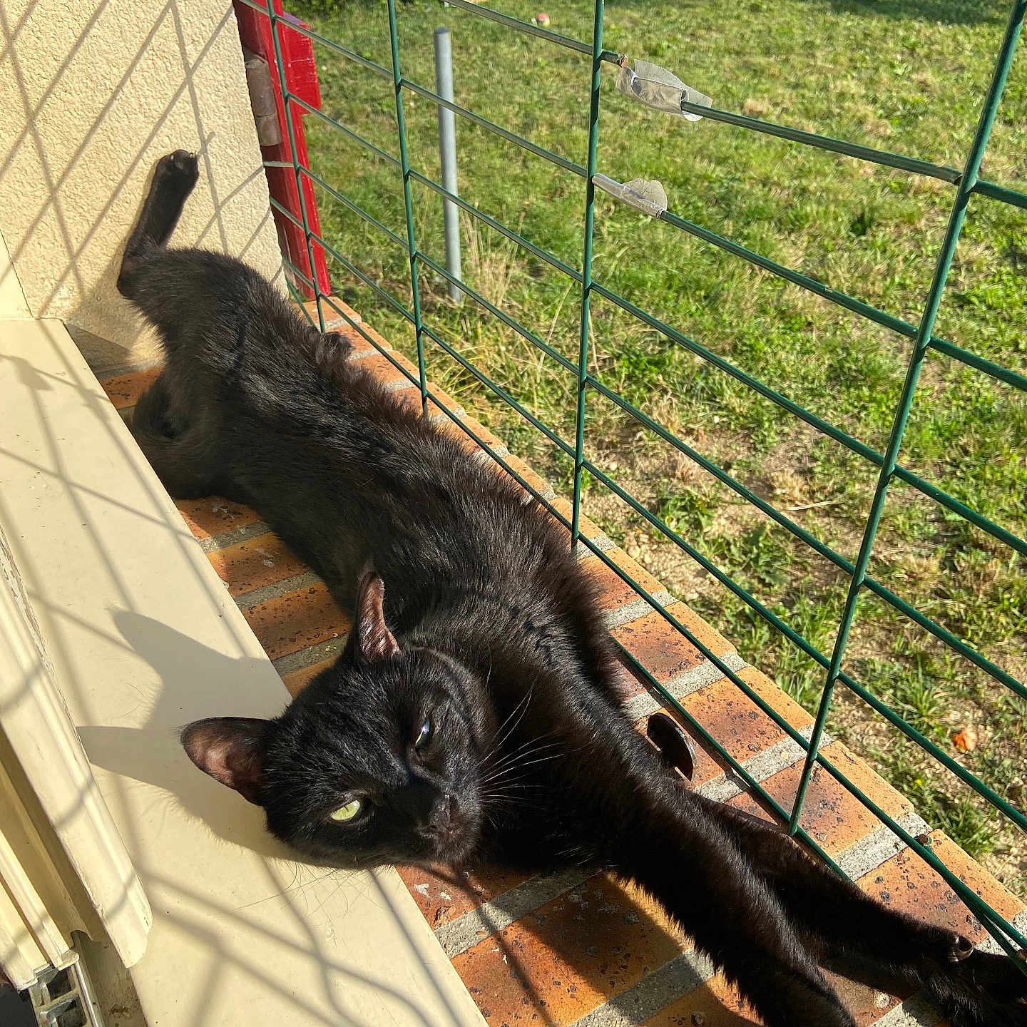 Simba participe au concours pour gagner de l'argent avec cette photo : animal, architecture, backyard, blackcat, building, cat, den, fence, grass, indoors, kitten, nature, outdoors, pet, plant, pottedplant, shelter, slate, wood, yard