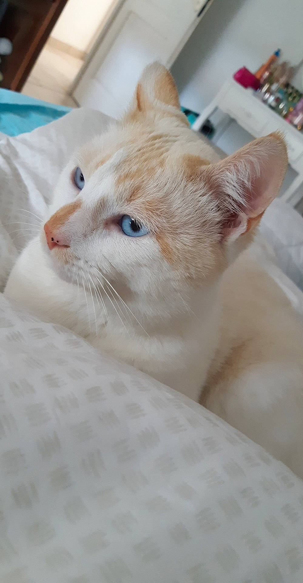 Pumba participe au concours pour gagner de l'argent avec cette photo : aegean_cat, arabian_mau, asian, burmilla, carnivore, cat, colorpoint_shorthair, domestic_short_haired_cat, ear, european_shorthair, eye, fawn, felidae, khao_manee, kitten, singapura, small_to_medium_sized_cats, turkish_angora, turkish_van, whiskers