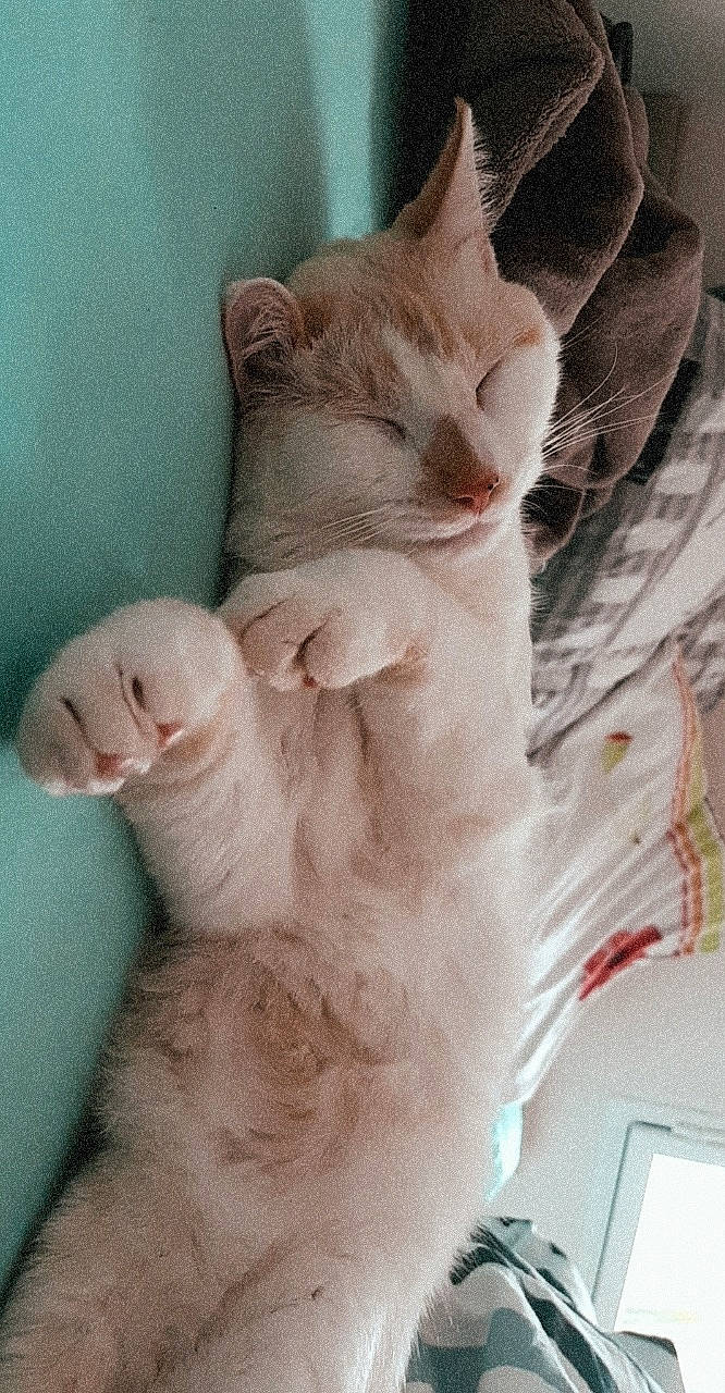 Pumba participe au concours pour gagner de l'argent avec cette photo : asian, burmilla, carnivore, cat, ear, fawn, felidae, fur, gesture, hand, kitten, paw, polydactyl_cat, skin, small_to_medium_sized_cats, tail, turkish_van, whiskers