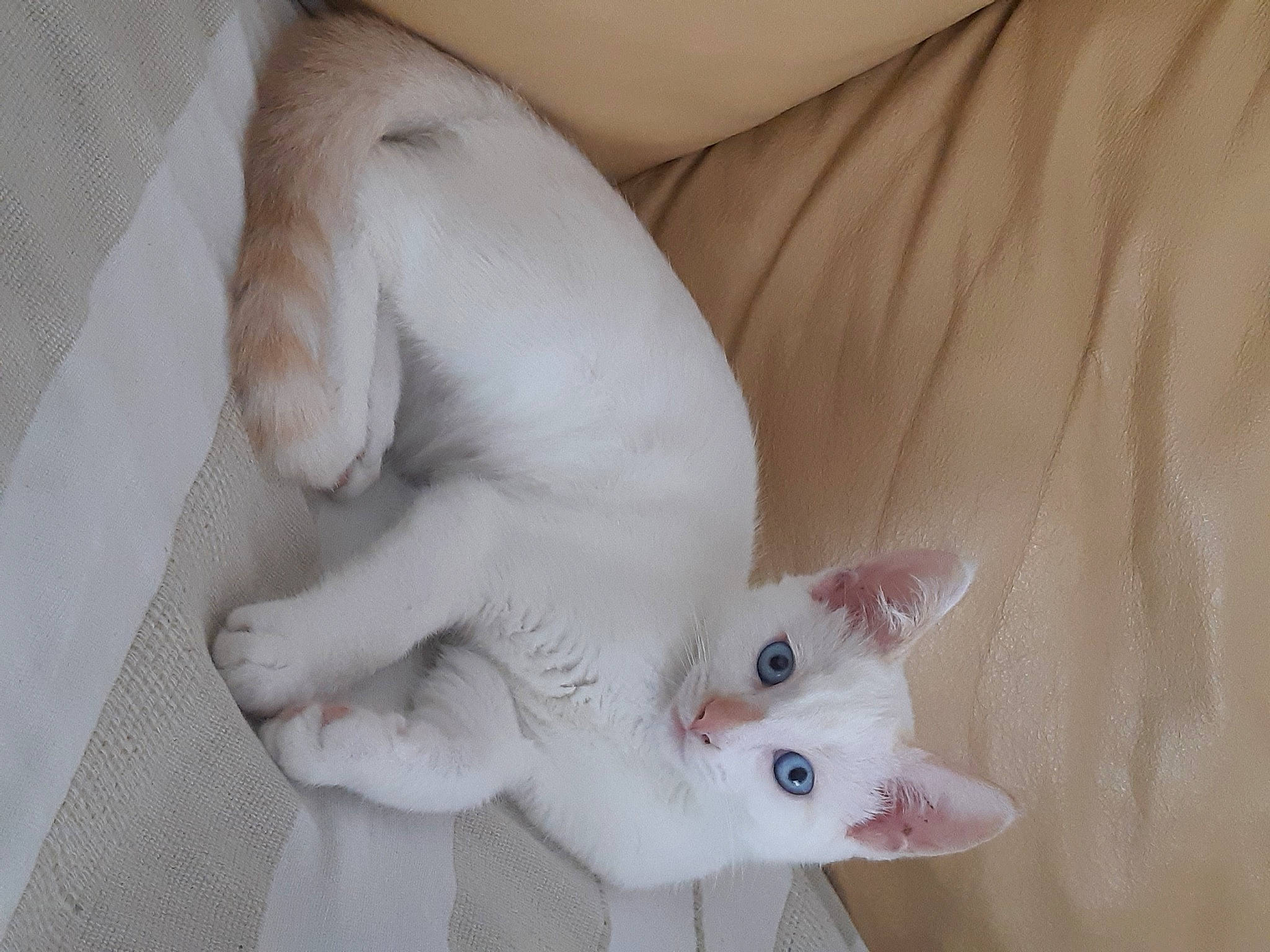 Pumba participe au concours pour gagner de l'argent avec cette photo : aegean_cat, burmilla, carnivore, cat, colorpoint_shorthair, fawn, felidae, javanese, khao_manee, kitten, mammal, oriental_longhair, paw, polydactyl_cat, skin, small_to_medium_sized_cats, tail, turkish_angora, turkish_van, whiskers