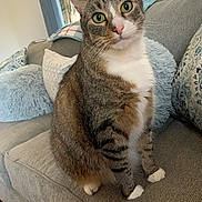 Jake joined the competition — help win amazing prizes! cat, tabby_cat, white_chest, green_eyes, pink_nose, whiskers, sitting, portrait, indoors, sofa, couch, cushions, blanket, home, living_room, window, curious, alert, pet, closeup