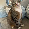 cat, tabby_cat, white_chest, green_eyes, pink_nose, whiskers, sitting, portrait, indoors, sofa, couch, cushions, blanket, home, living_room, window, curious, alert, pet, closeup