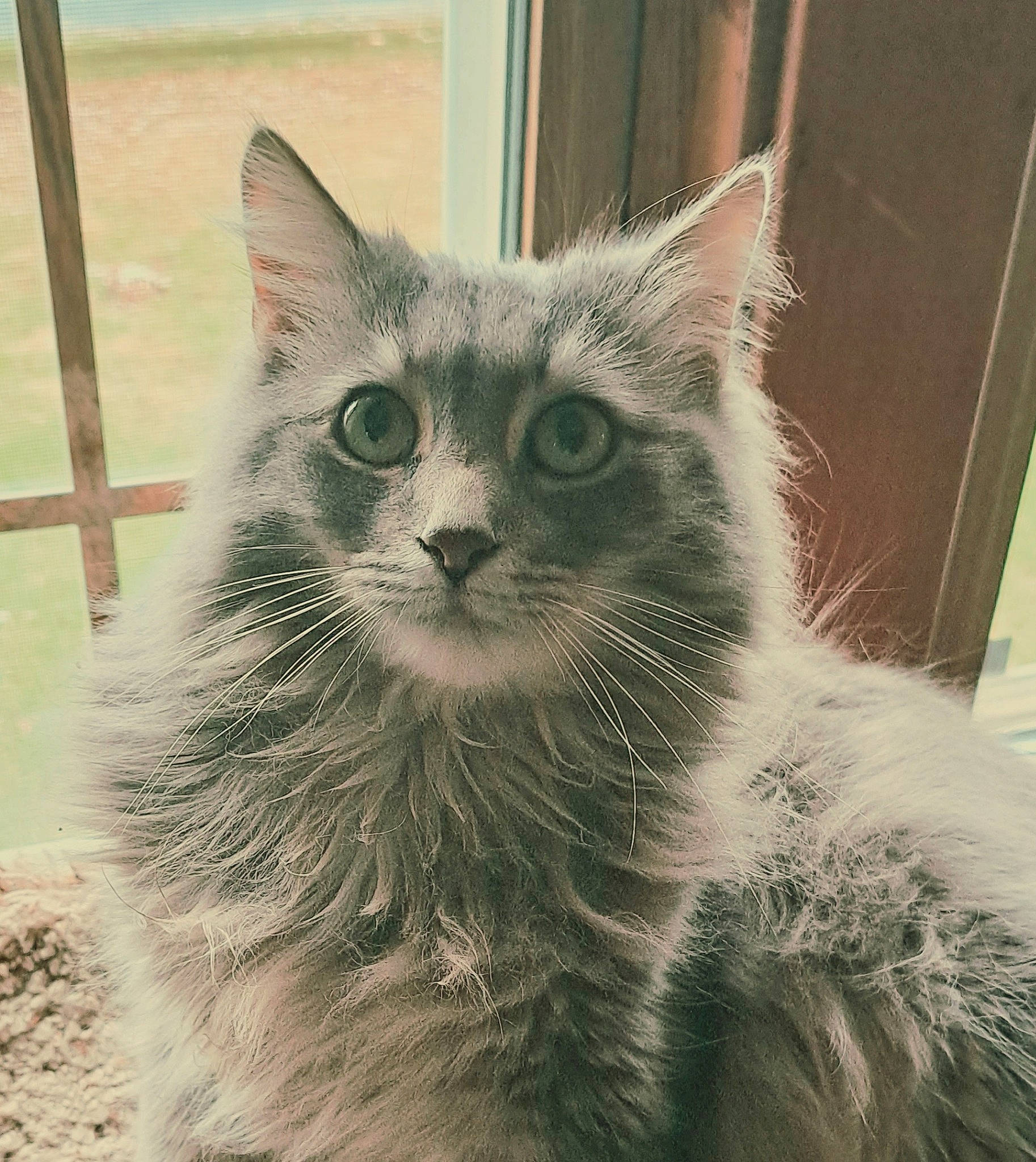Jagger is registered to the contest to win money with this photo: british_longhair, carnivore, cat, domestic_short_haired_cat, door, felidae, fur, paw, small_to_medium_sized_cats, snout, tail, tire, whiskers, window