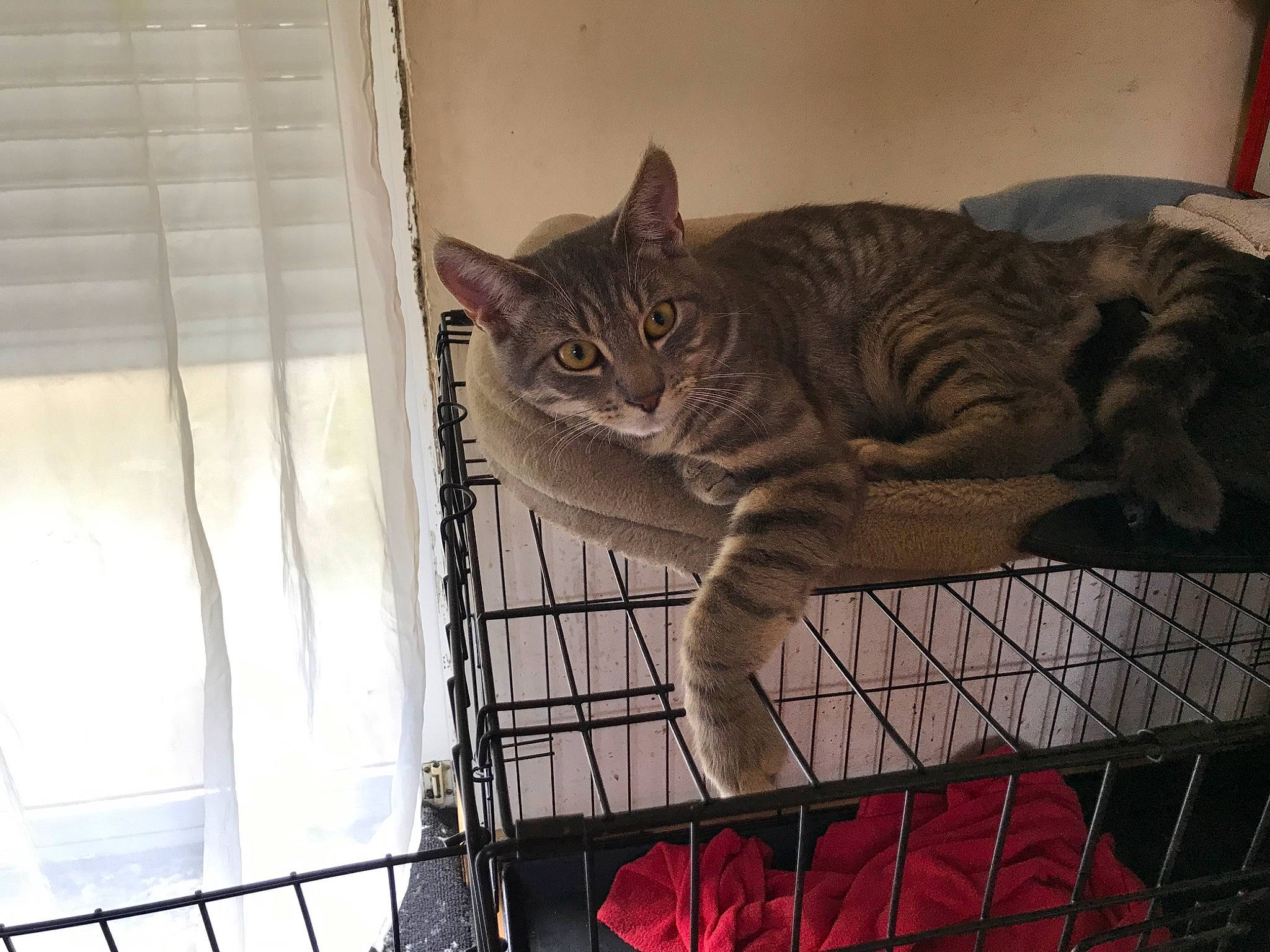 Flash participe au concours pour gagner de l'argent avec cette photo : animal_shelter, carnivore, cat, comfort, domestic_short_haired_cat, fawn, felidae, flooring, fur, mesh, metal, paw, pet_supply, small_to_medium_sized_cats, snout, tail, terrestrial_animal, whiskers, window, wood