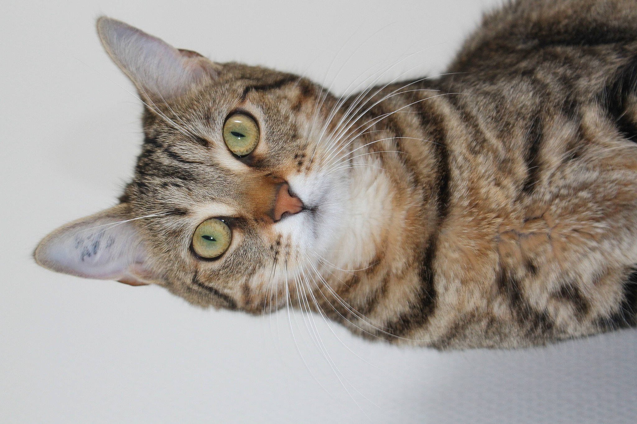 Nala a rejoint le concours — aidez-le/la à gagner de superbes lots ! carnivore, cat, close_up, domestic_short_haired_cat, felidae, fur, paw, small_to_medium_sized_cats, snout, terrestrial_animal, whiskers, wildlife