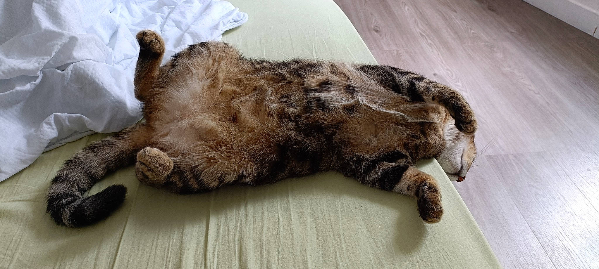 Nala participe au concours pour gagner de l'argent avec cette photo : carnivore, cat, claw, comfort, domestic_short_haired_cat, felidae, fur, nap, paw, small_to_medium_sized_cats, snout, sporting_group, tail, terrestrial_animal, whiskers