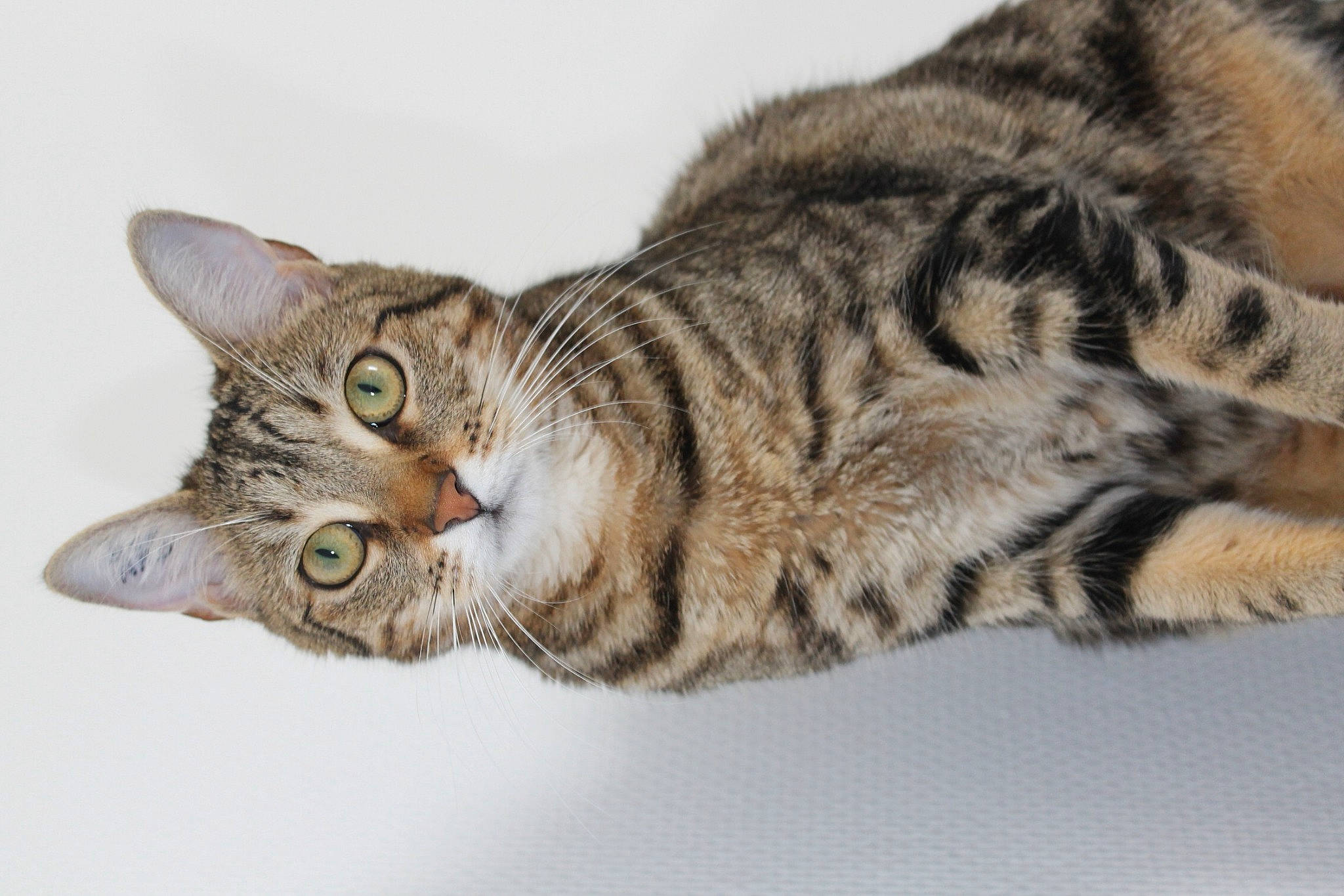 Nala participe au concours pour gagner de l'argent avec cette photo : carnivore, cat, domestic_short_haired_cat, felidae, fur, paw, small_to_medium_sized_cats, tail, terrestrial_animal, whiskers, wildlife