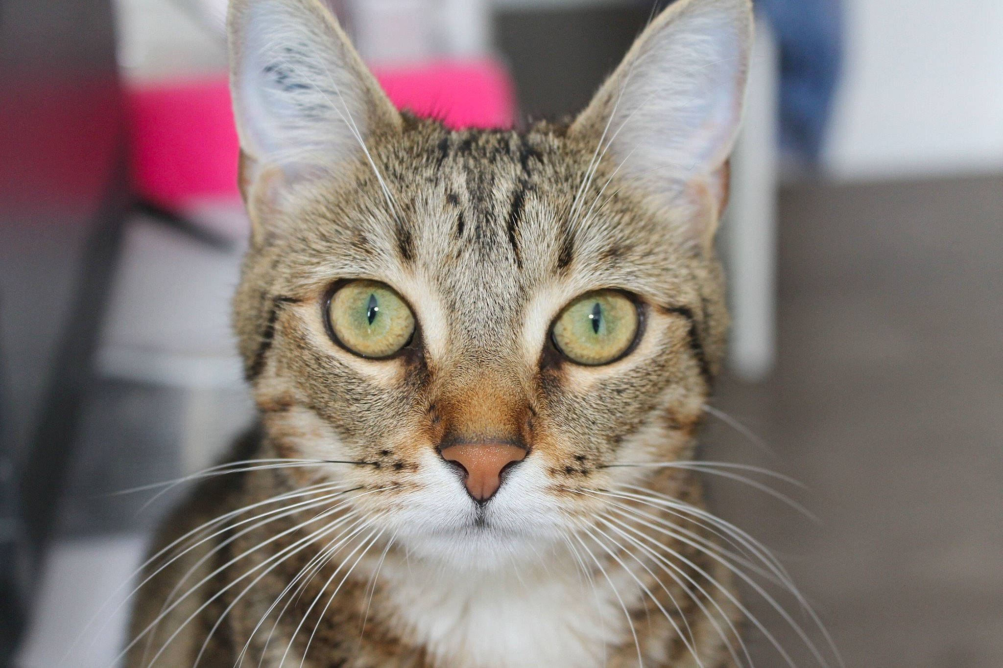 Nala participe au concours pour gagner de l'argent avec cette photo : carnivore, cat, collar, domestic_short_haired_cat, felidae, fur, grass, small_to_medium_sized_cats, snout, terrestrial_animal, tree, whiskers, wildlife, window