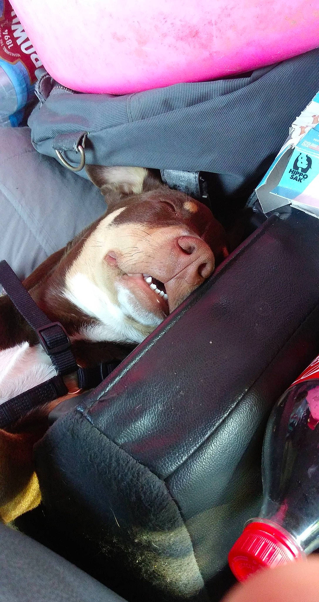 Kujo is registered to the contest to win money with this photo: auto_part, automotive_exterior, baby_carriage, baby_products, baggage, beard, canidae, car_seat, carnivore, comfort, companion_dog, family_car, fawn, fur, motor_vehicle, nap, seat_belt, sitting, vehicle_door, windshield