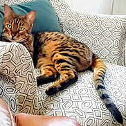 Oshimi participe au concours pour gagner de l'argent avec cette photo : armchair, cat, cozy, cushion, domestic_cat, feline, furniture, green_eyes, home_interior, indoor, mammal, patterned_fabric, pet, relaxed, resting, seated, spotted_cat, striped_tail, tail, whiskers
