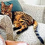 armchair, cat, cozy, cushion, domestic_cat, feline, furniture, green_eyes, home_interior, indoor, mammal, patterned_fabric, pet, relaxed, resting, seated, spotted_cat, striped_tail, tail, whiskers