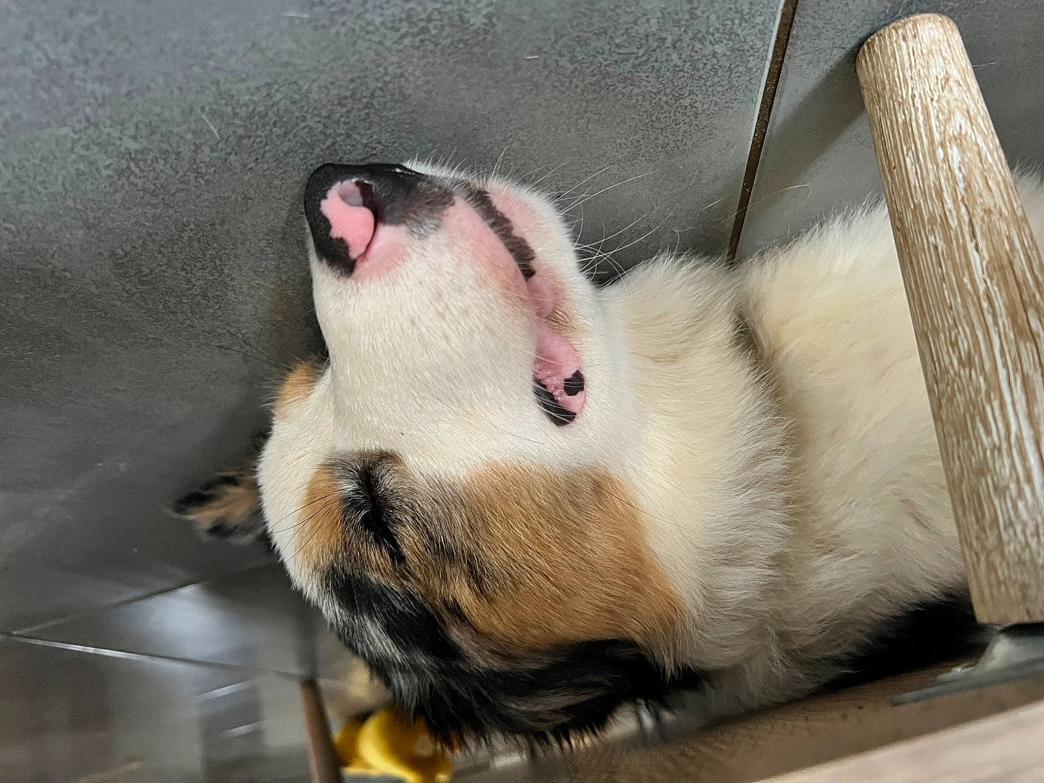 Scylla participe au concours pour gagner de l'argent avec cette photo : animal_shelter, cage, carnivore, claw, comfort, dog_breed, fang, fawn, felidae, ferret, foot, fur, mustelidae, paw, pet_supply, small_to_medium_sized_cats, snout, tail, terrestrial_animal, whiskers