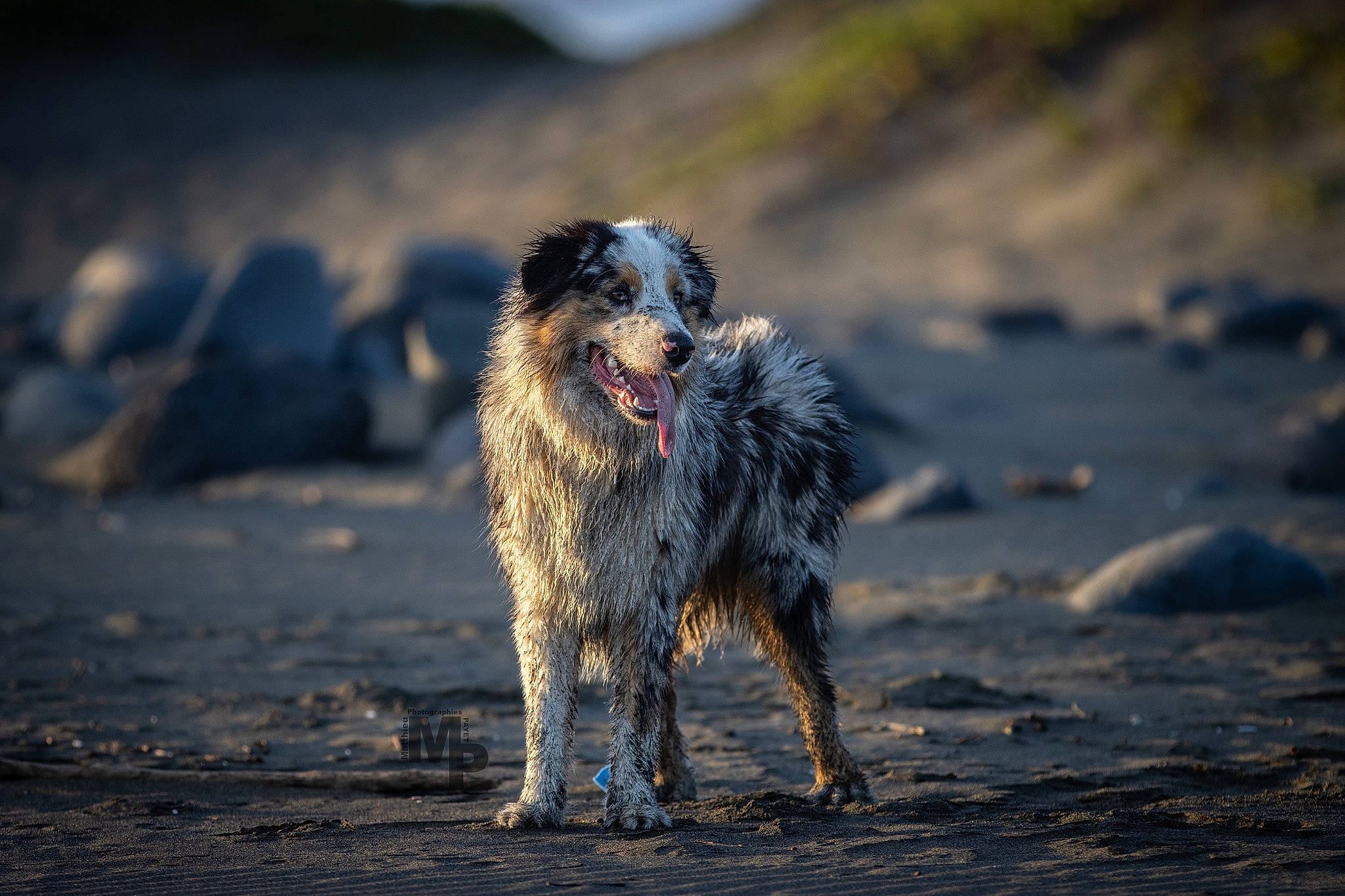 Scylla participe au concours pour gagner de l'argent avec cette photo : beach, canidae, carnivore, companion_dog, dog, dog_breed, evening, fur, landscape, mammal, ocean, sand, snout, soil, sporting_group, tail, terrier, vertebrate, water_dog, wind_wave