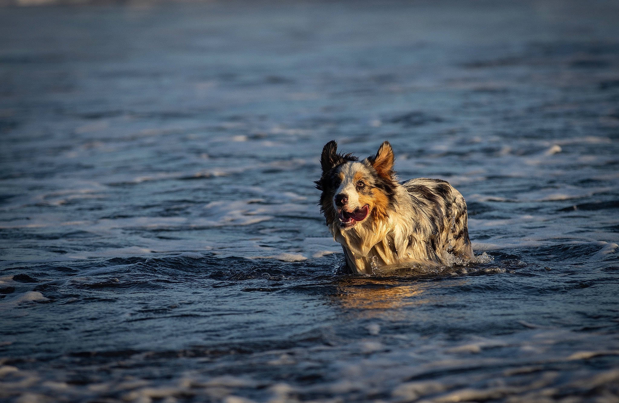 Scylla a rejoint le concours — aidez-le/la à gagner de superbes lots ! canidae, carnivore, companion_dog, corgi_chihuahua, dog, dog_breed, evening, herding_dog, horizon, lake, non_sporting_group, ocean, sporting_group, water, wave, wildlife, wood, working_dog