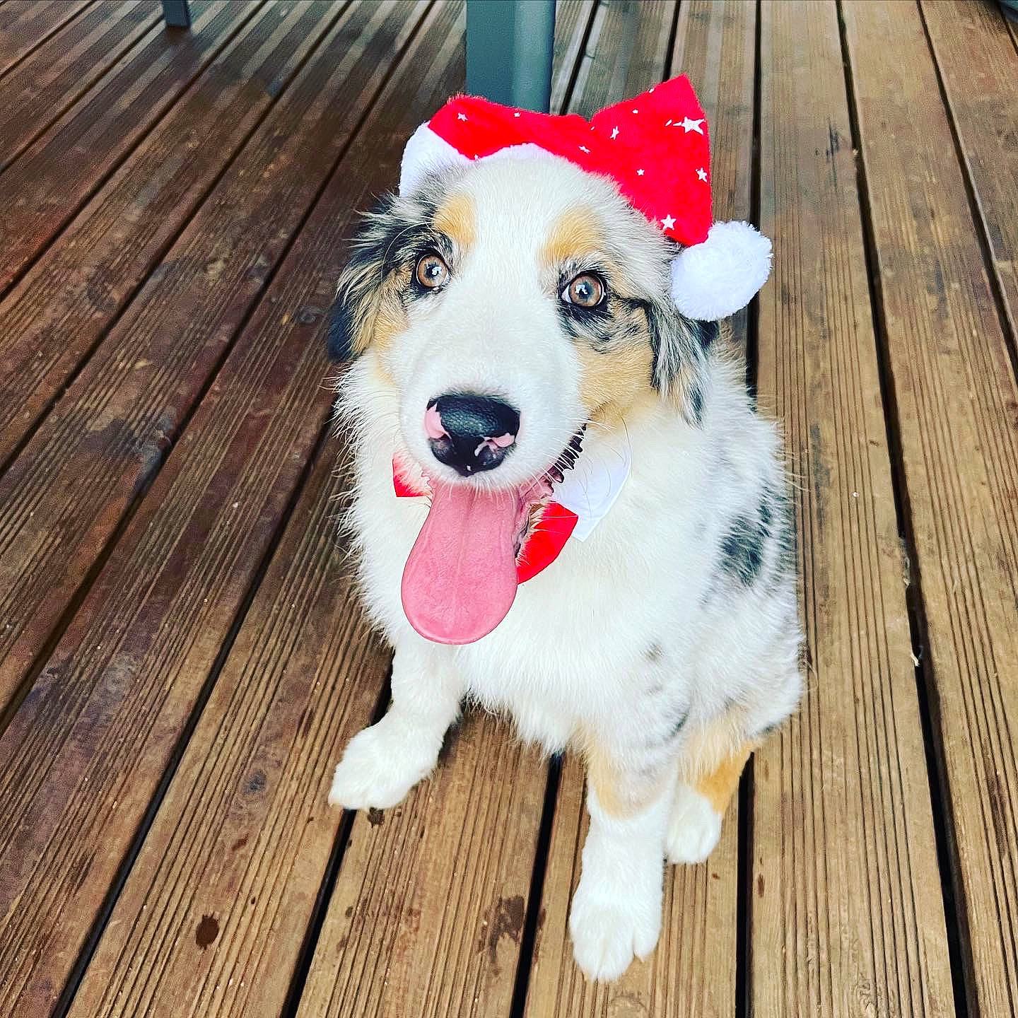 Scylla participe au concours pour gagner de l'argent avec cette photo : carnivore, collar, companion_dog, dog, dog_breed, dog_collar, dog_supply, fashion_accessory, flooring, fur, happy, hardwood, leash, pet_supply, plank, varnish, wood, wood_flooring, wood_stain, working_animal