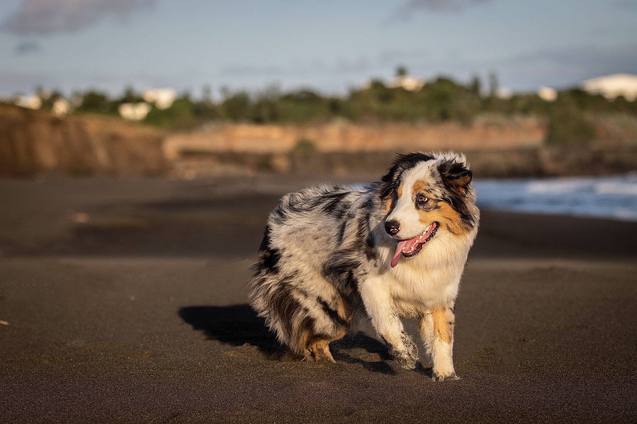 Scylla participe au concours pour gagner de l'argent avec cette photo : asphalt, border_collie, canidae, carnivore, cloud, companion_dog, dog, dog_breed, evening, fur, herding_dog, horizon, landscape, plant, road, rolling, sky, snout, tree, whiskers