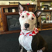 Rocket joined the competition — help win amazing prizes! bandana, dog, ears, eyes, fireplace, heart_pattern, indoor, lipstick_marks, living_room, nose, pet, pit_bull, portrait, potted_plant, rug, shelf, sitting, tv, valentines_theme, wooden_cabinet
