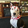 bandana, dog, ears, eyes, fireplace, heart_pattern, indoor, lipstick_marks, living_room, nose, pet, pit_bull, portrait, potted_plant, rug, shelf, sitting, tv, valentines_theme, wooden_cabinet